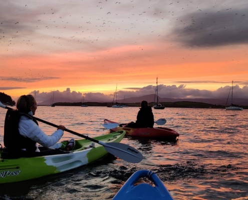 Bantry Sea Safari