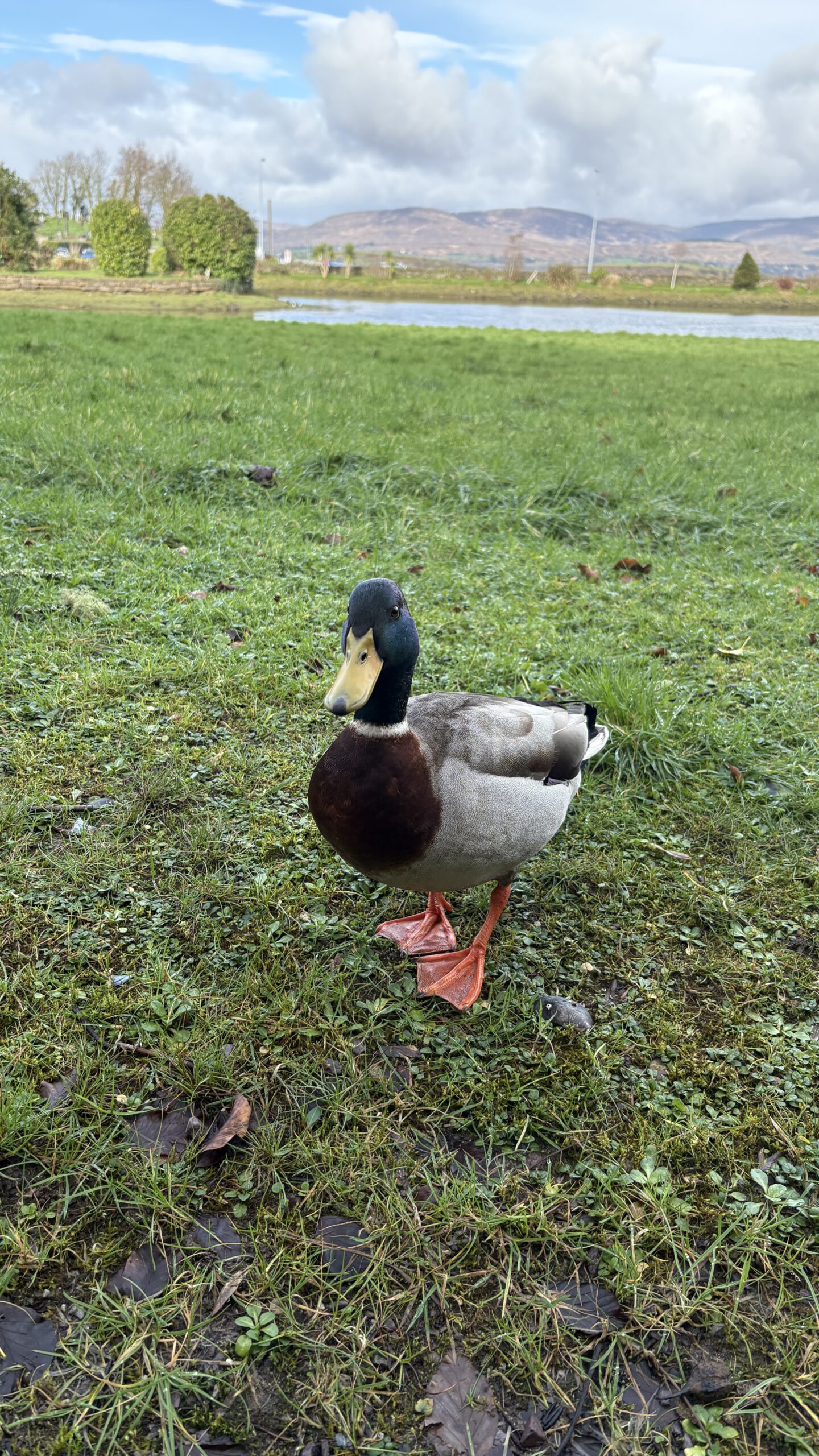 Resident ducks at Westlodge Hotel